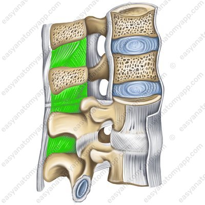 Interspinous ligaments (ligg. interspinalia)